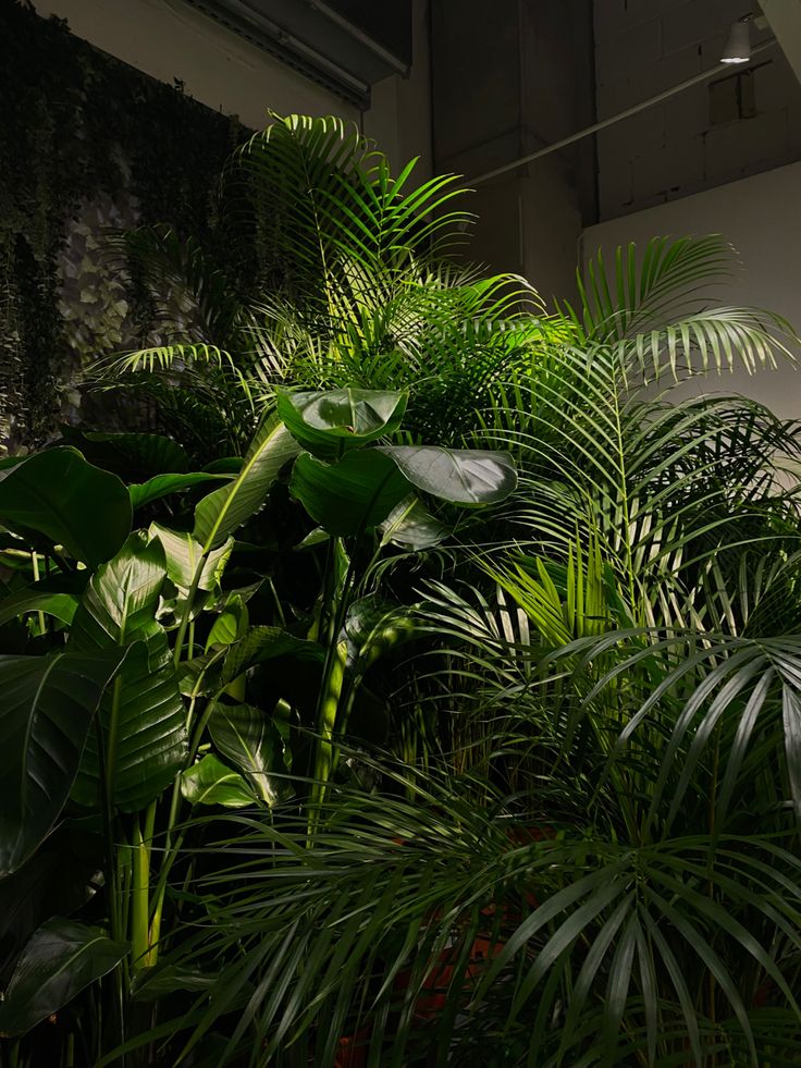 some very pretty plants in a big room