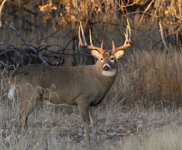 a deer with antlers standing in the grass