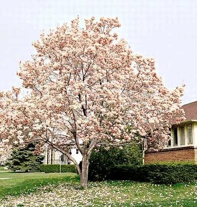 a tree with white flowers in front of a house