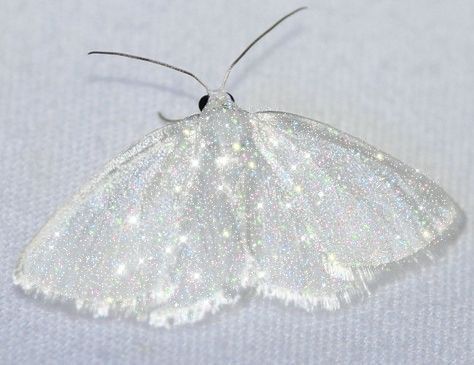 a small white butterfly sitting on top of a white sheet covered in glitter flecks