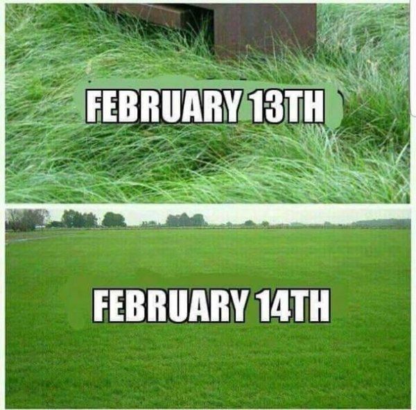 two pictures with the same grass in different stages