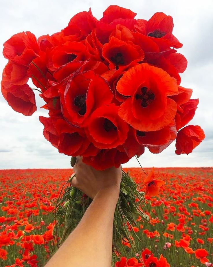 a hand holding a bouquet of red flowers in a field with green grass and gray skies