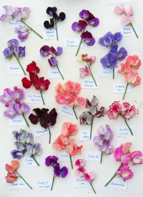 a bunch of flowers that are sitting on a white tablecloth with labels in front of them