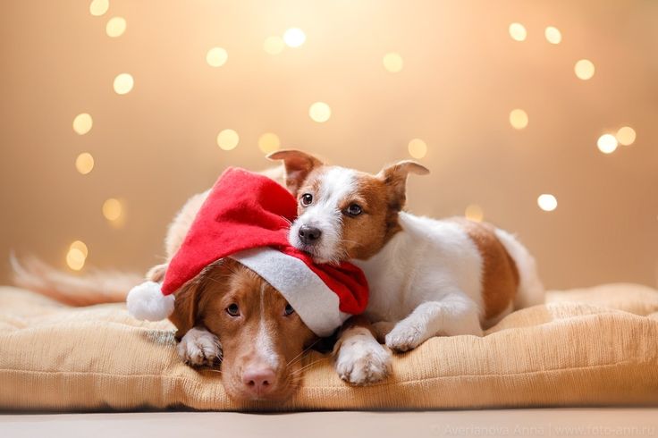 two dogs are laying on a pillow wearing hats and scarves for the holiday season