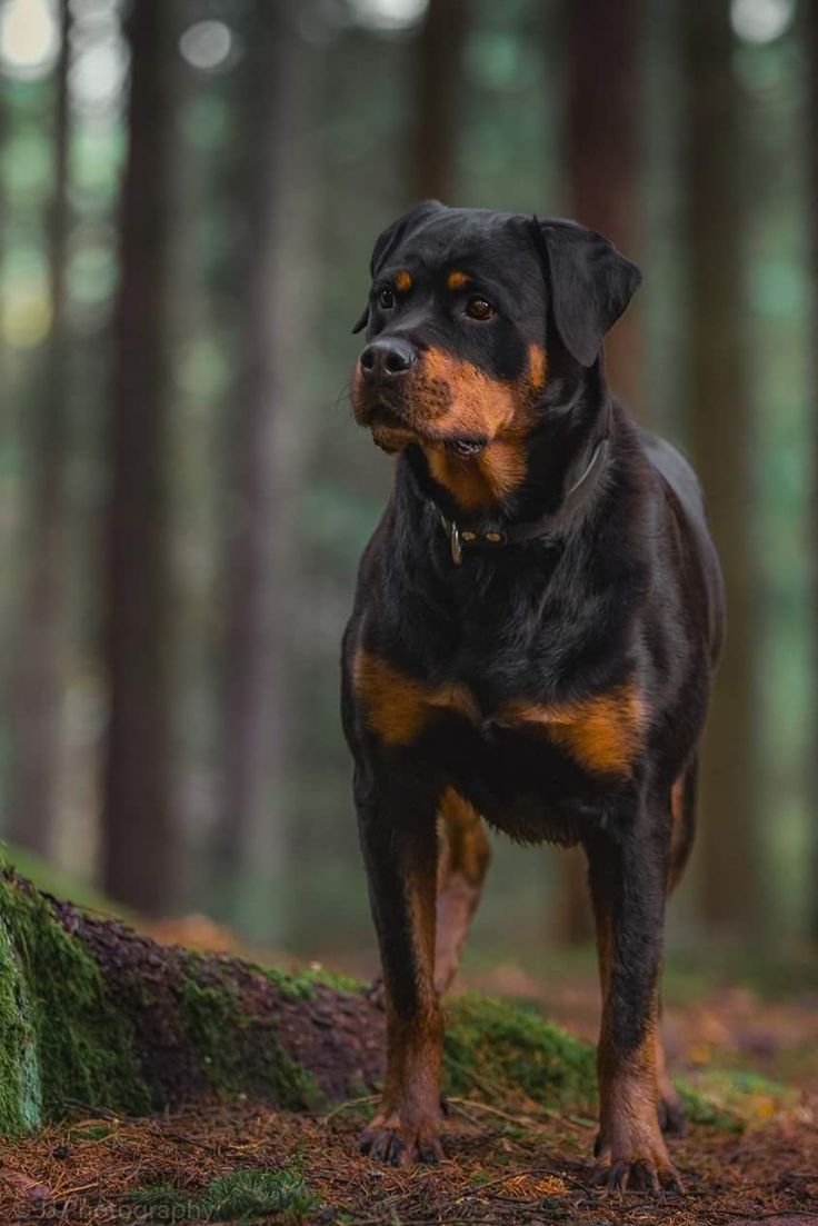 a black and brown dog standing in the woods