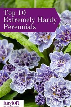 purple flowers with green leaves and the words top 10 extremely hardy perennials on it