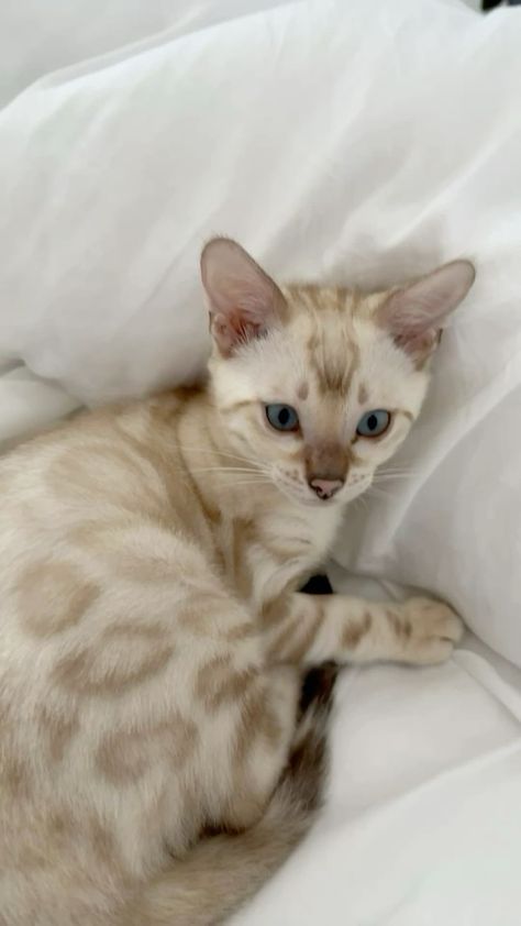 Bengal Cat White, White Bengal Kitten, Bengal Kitten Aesthetic, Bangle Cat Bengal Kittens, Cat Claims Dr, Snow Mink Bengal Cat, Snow Lynx Bengal Cat, Snow Lynx Bengal, Grey And White Cats