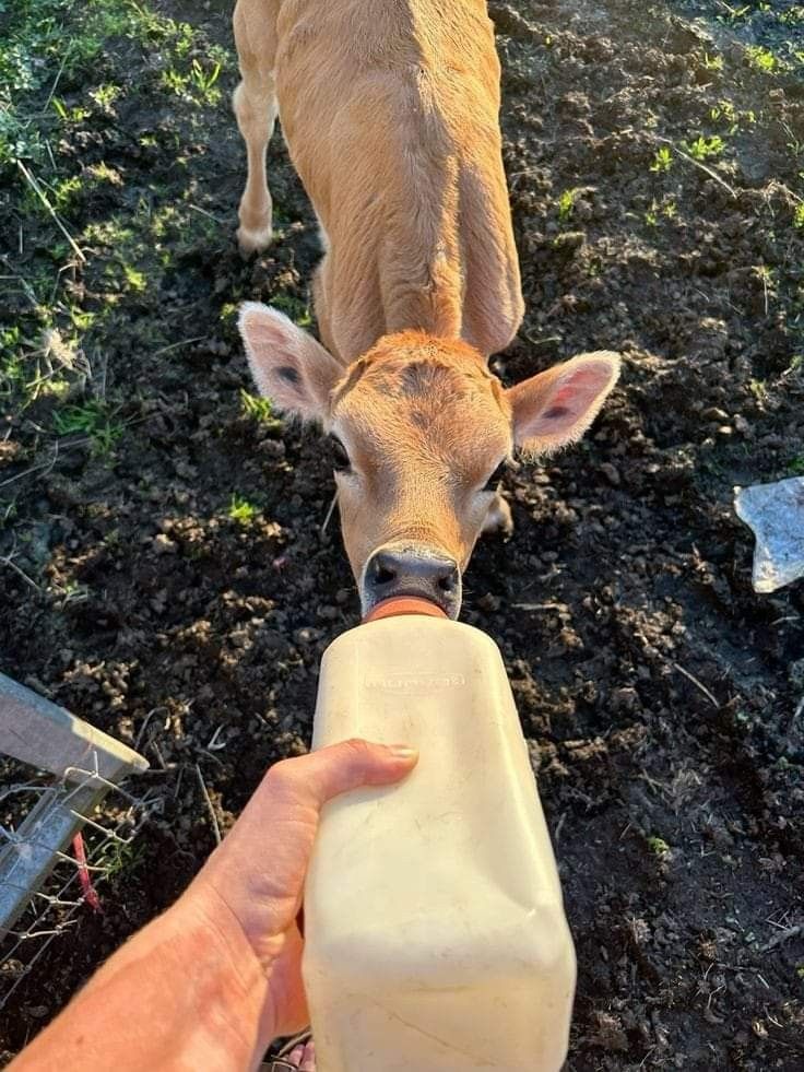 a person feeding a cow milk from a bottle in their hand while standing on the ground