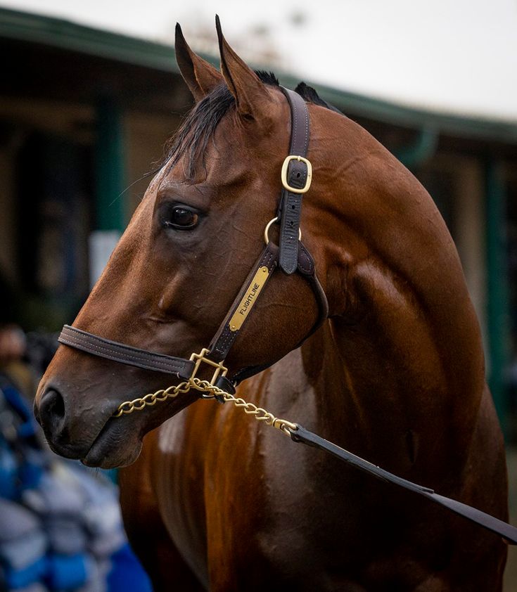 a close up of a brown horse with a bridle on it's head