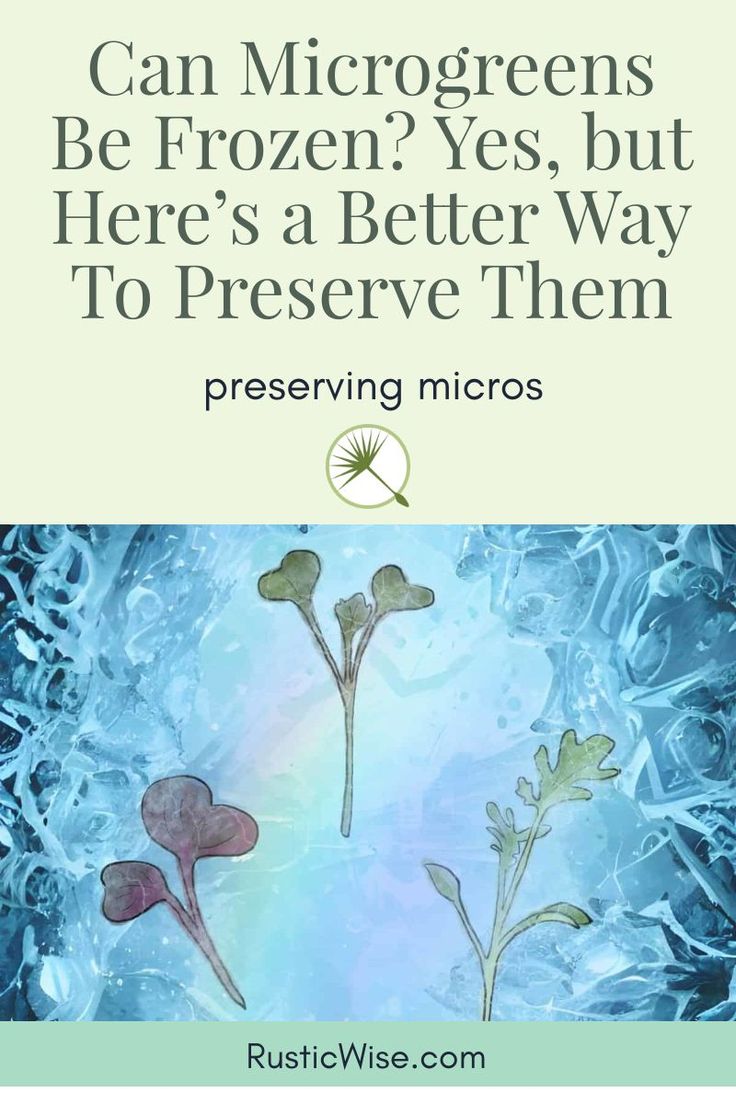 frozen flowers with the words can microgreens be frozen? yes, but here's a better way to preserve them