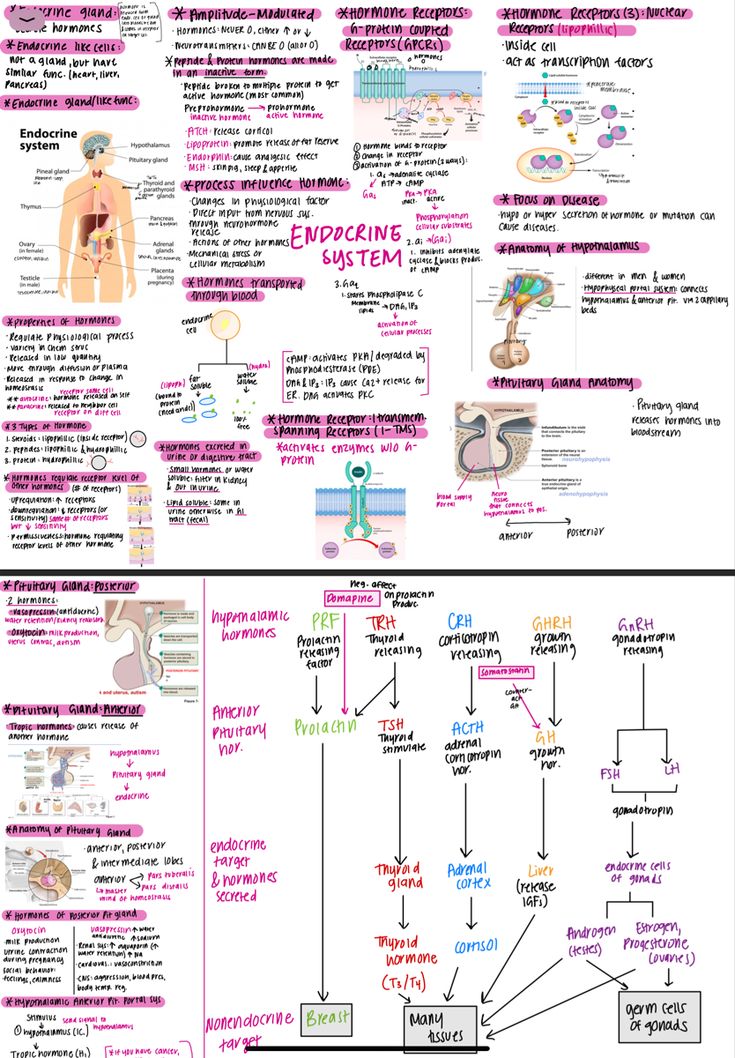 a diagram showing the different types of human body and how they are used to describe them