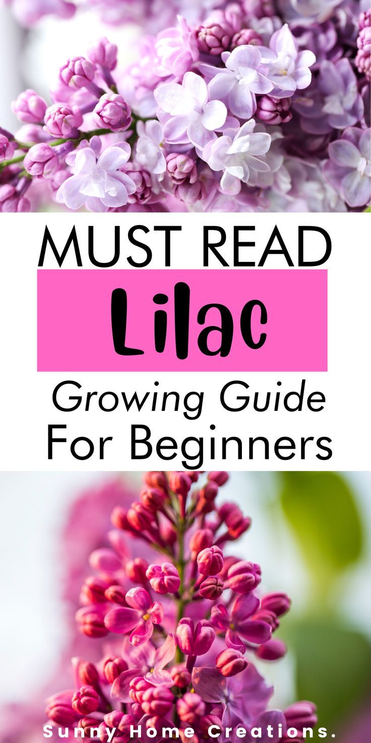 lilac Lilac Varieties, Lilac Plant, Garden Prepping, Lilac Bushes, Lilac Tree, Gardening Zones, School Garden, Replant, Flowering Shrubs