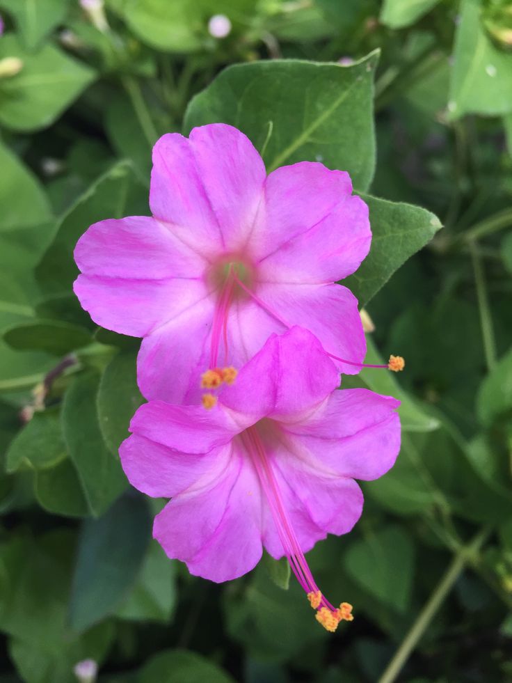 a pink flower with green leaves in the background