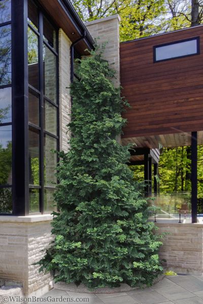 a very tall green tree sitting in front of a window next to a building with windows