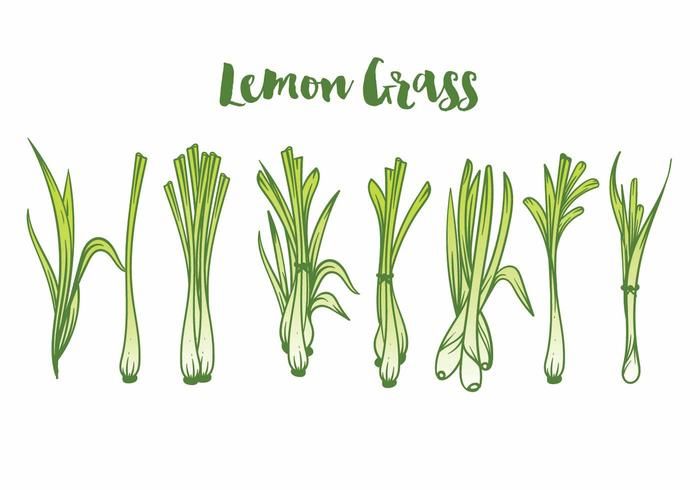 lemon grass is shown on a white background with the words,'lemon grass'in green