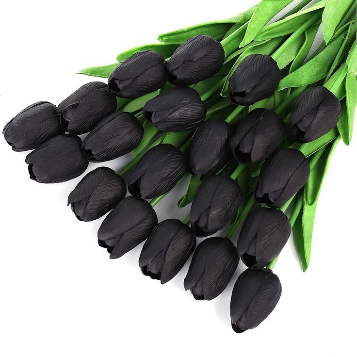 black tulips with green stems on a white background