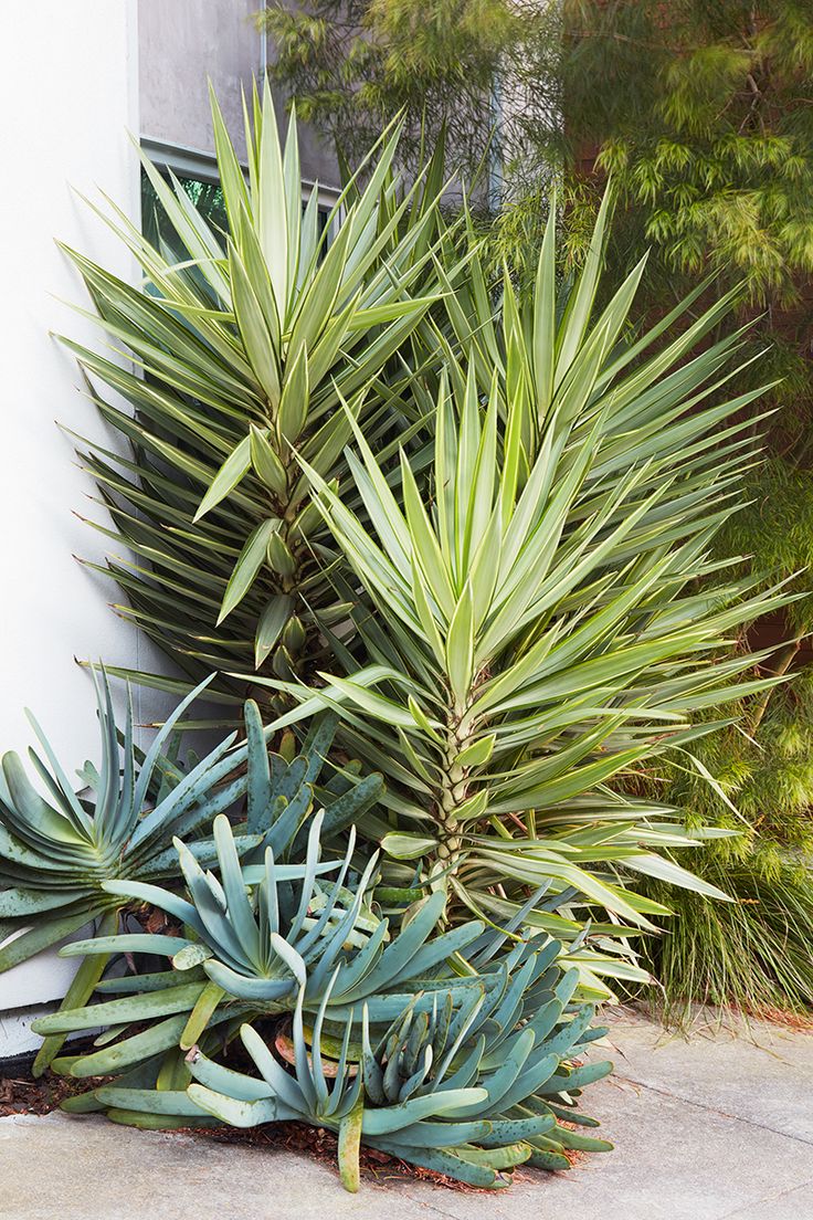 some very pretty plants by the side of a building