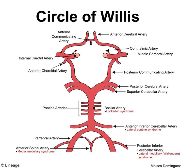 the structure of the human body and its major structures, including the circle of willis