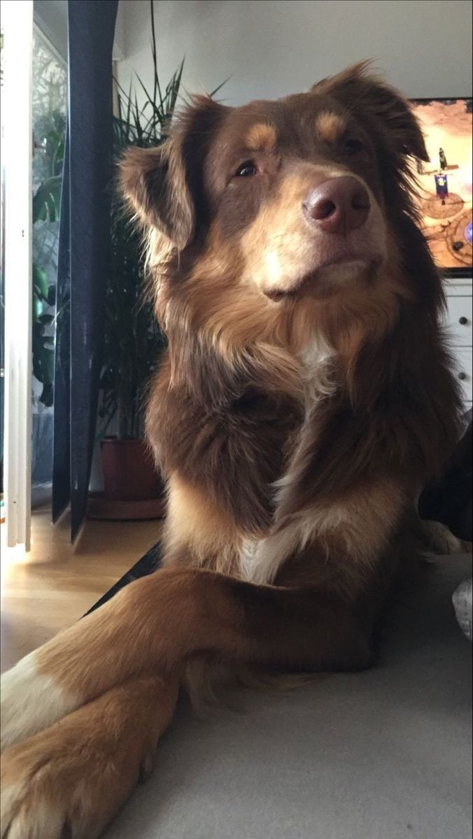 a brown and white dog sitting on the floor