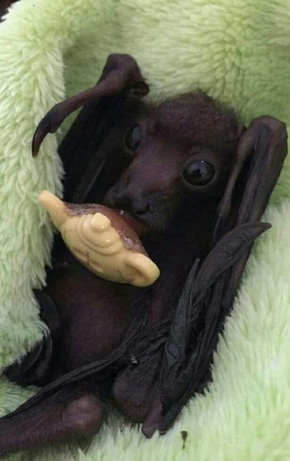 a small black bat laying on top of a green blanket