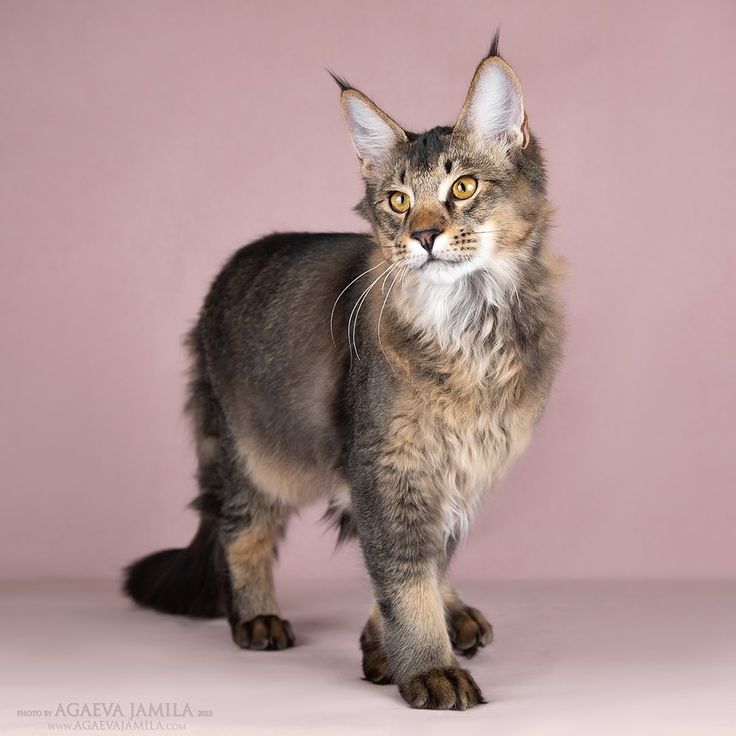 a cat is standing in front of a pink background and looking at the camera with an alert look on its face