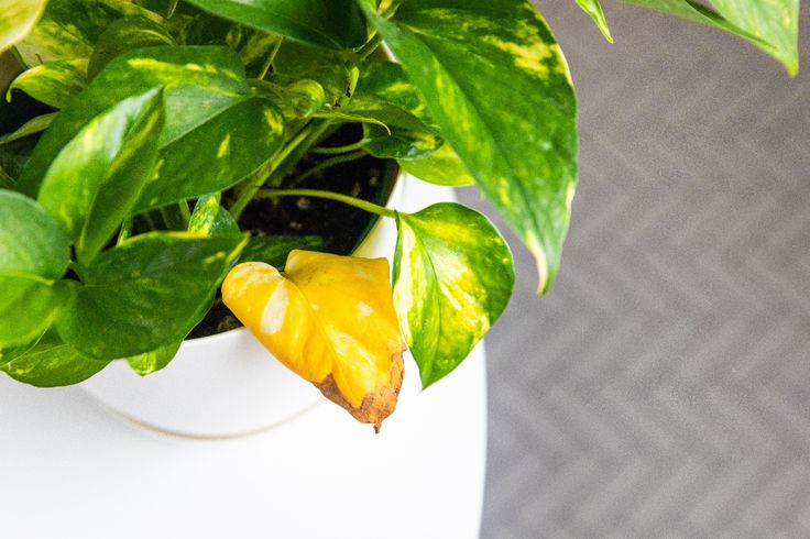 a potted plant with green leaves and yellow flowers