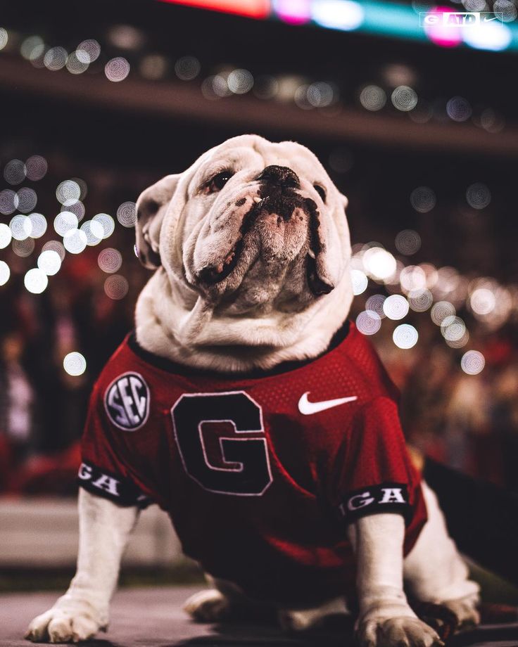 a dog wearing a jersey sitting on the ground