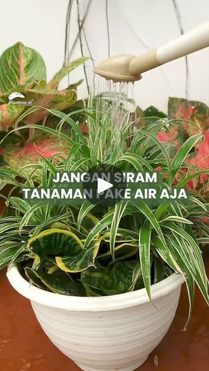 there is a potted plant that has water coming out of it and the words japan stream above it