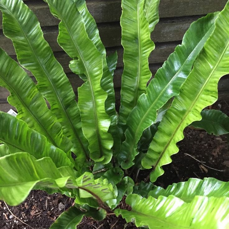 a large green plant sitting on top of a dirt ground next to a wooden fence