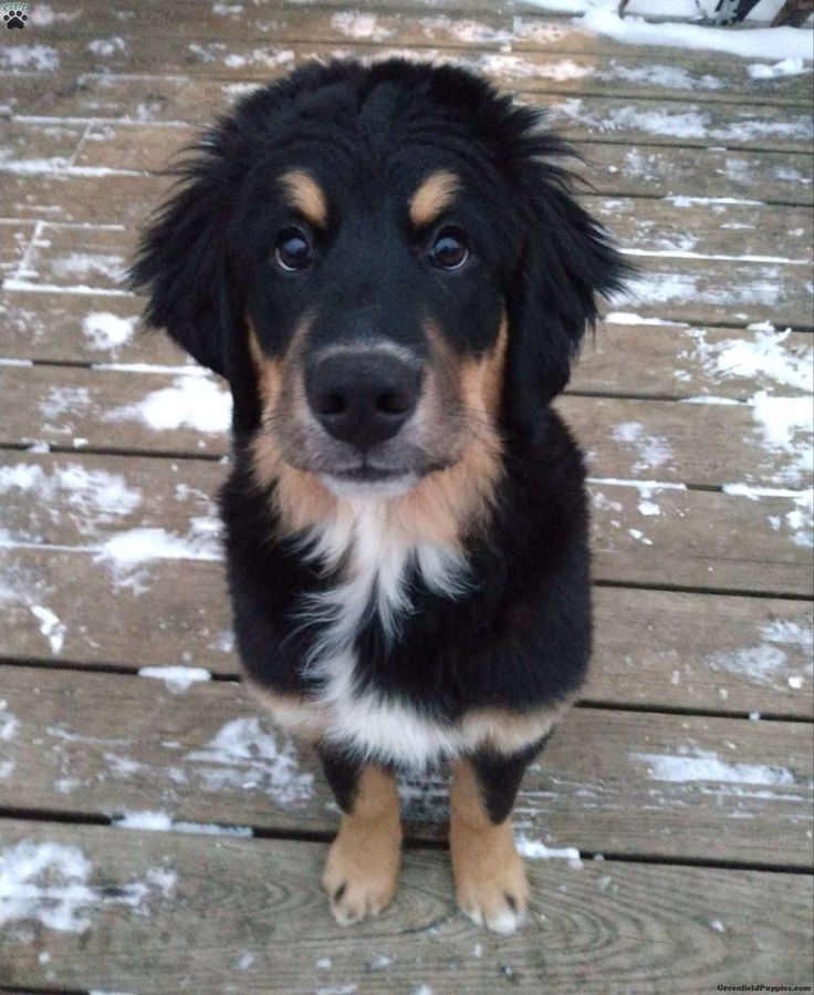 a black and brown dog sitting on top of a snow covered wooden floor next to a fence