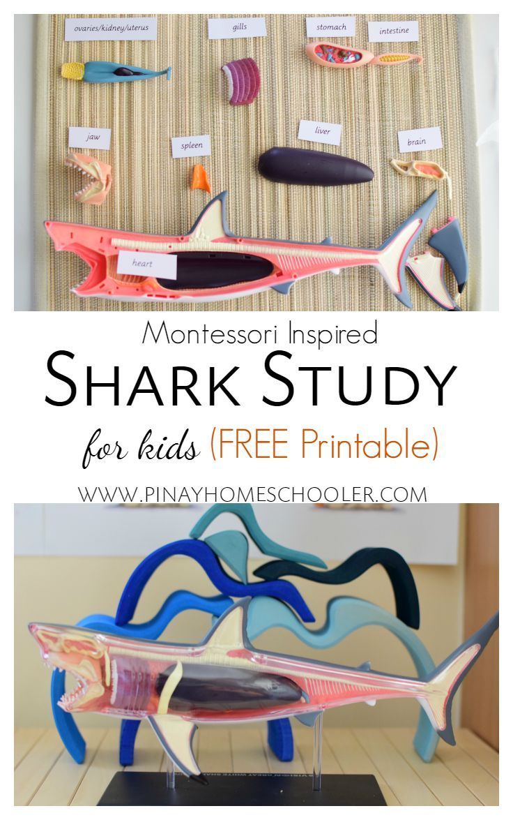 shark study for kids with free printable