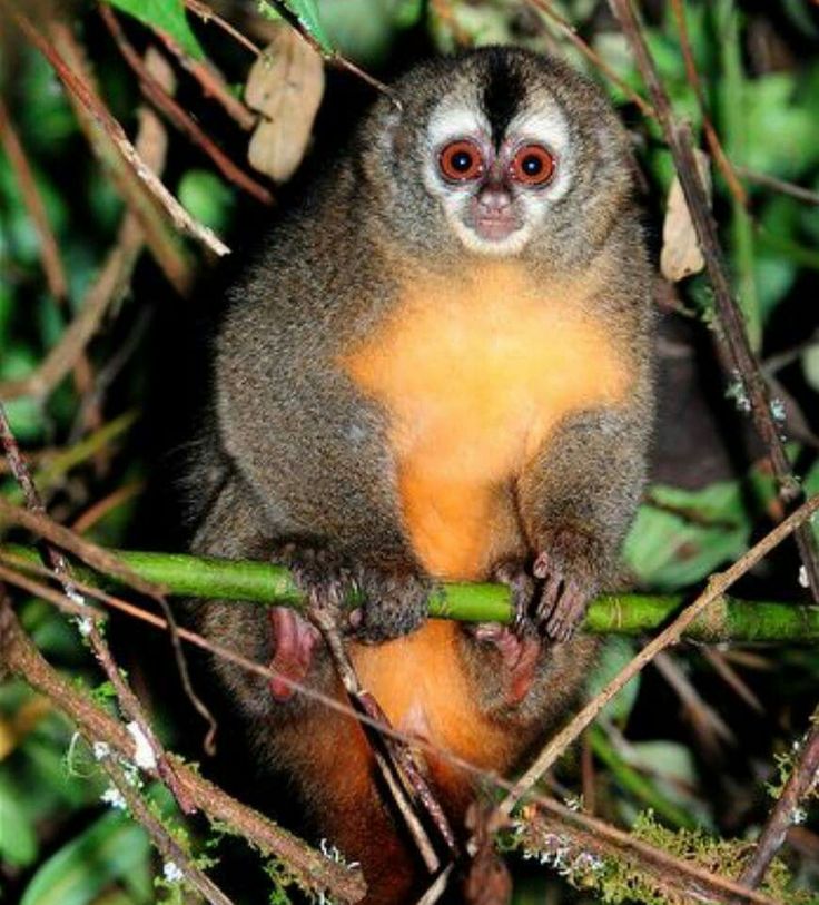 a small animal sitting on top of a tree branch