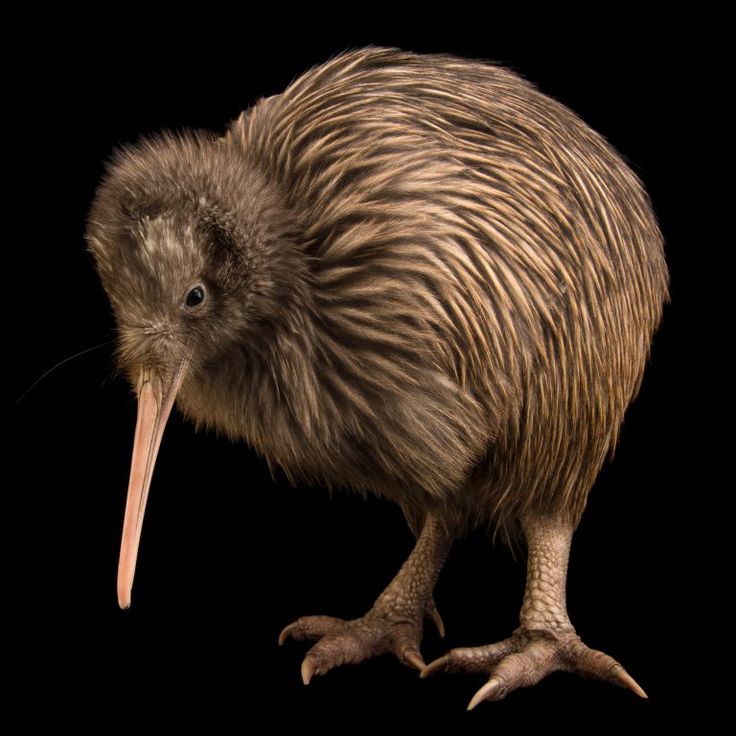 an image of a kiwi bird on black background