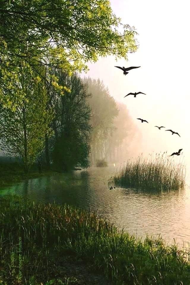 the birds are flying over the water by the trees