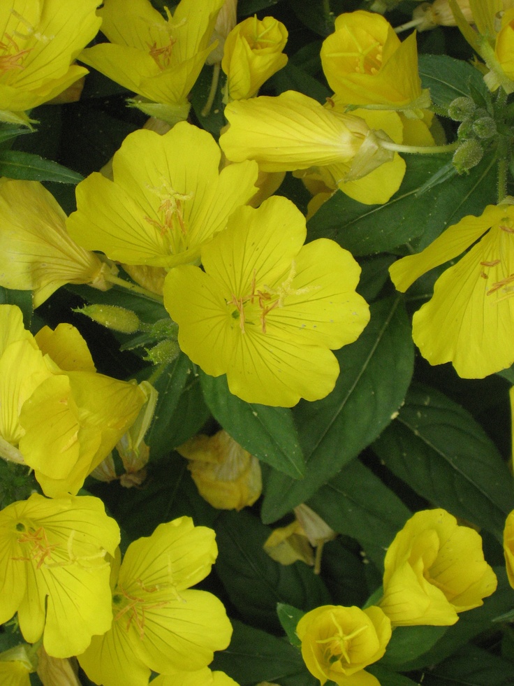 yellow flowers with green leaves in the foreground and on the far side, there is no image here to provide a caption for