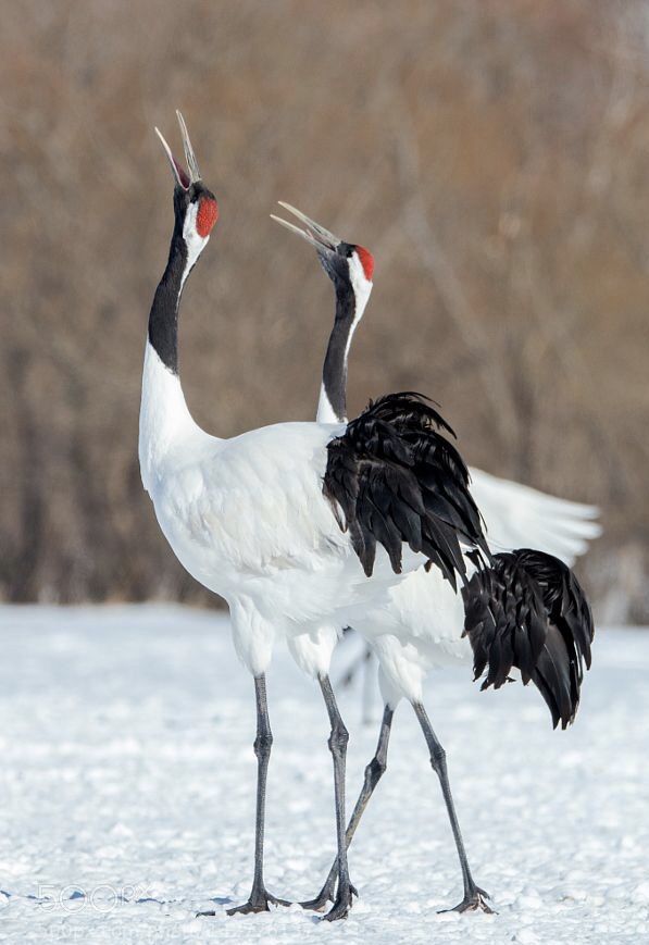 two large birds standing in the snow with their beaks open and wings spread out