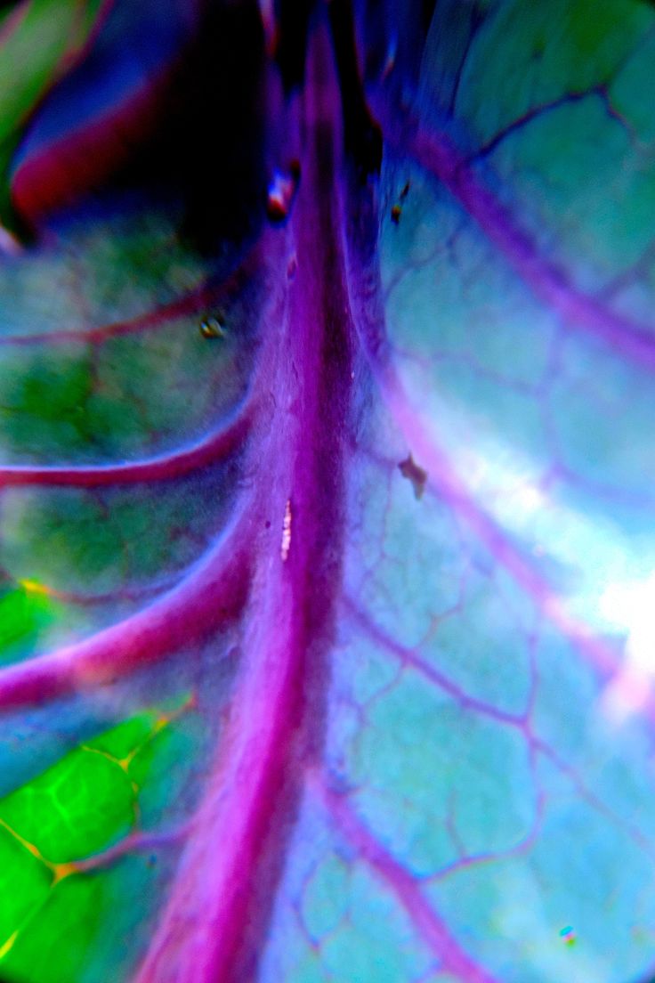 a close up view of a green and purple leaf