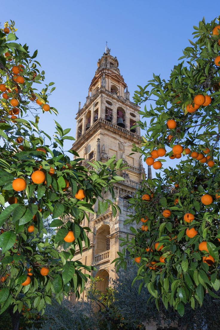 an orange tree in front of a tall building