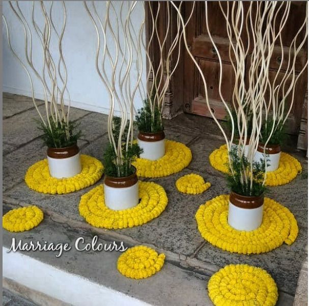 four potted plants in yellow and white pots sitting on concrete with trees growing out of them