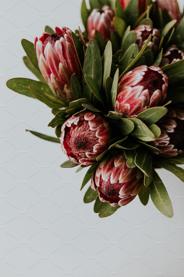 a bouquet of flowers with green leaves on a white background, close up view from above