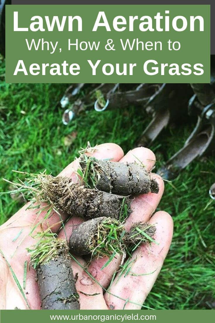 someone holding some plants in their hand with the text lawn aeraton why, how & when to aceate your grass