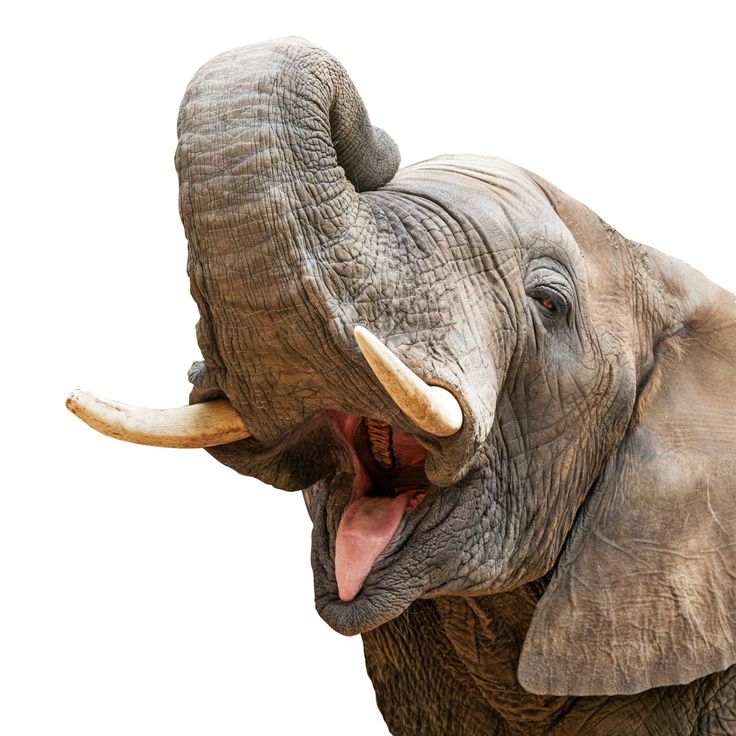 an elephant with its mouth open and it's tongue out