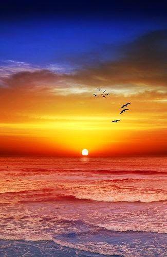 the sun is setting over the ocean with seagulls flying in the sky above