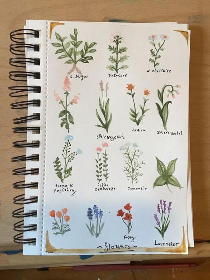 an open notebook with flowers and plants drawn on the pages in watercolng style