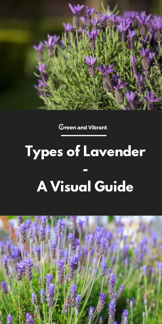 lavender plants with text overlay that reads types of lavender - a visual guide green and vibrant