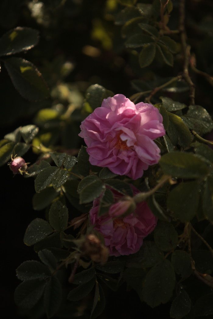 a pink flower with green leaves on it