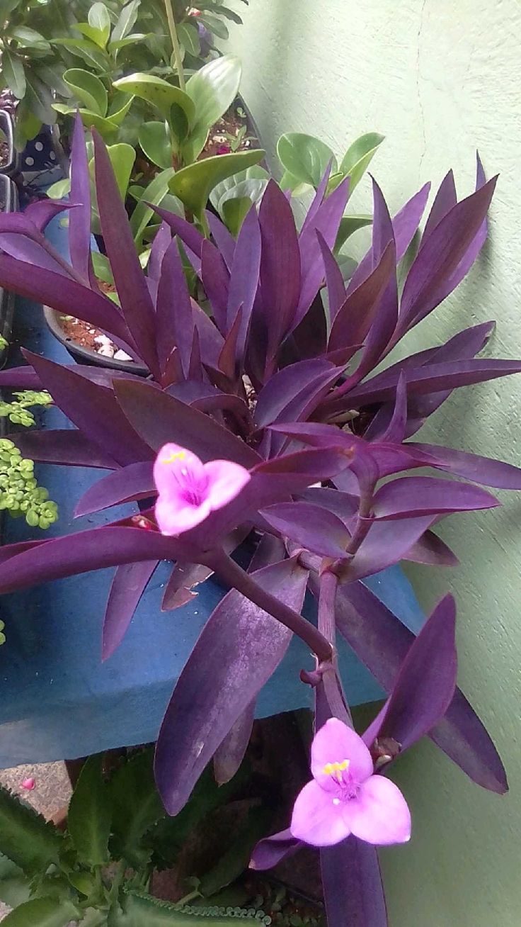 purple flowers are growing in a potted plant