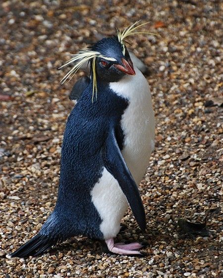 a penguin standing on its hind legs with it's head in the other hand