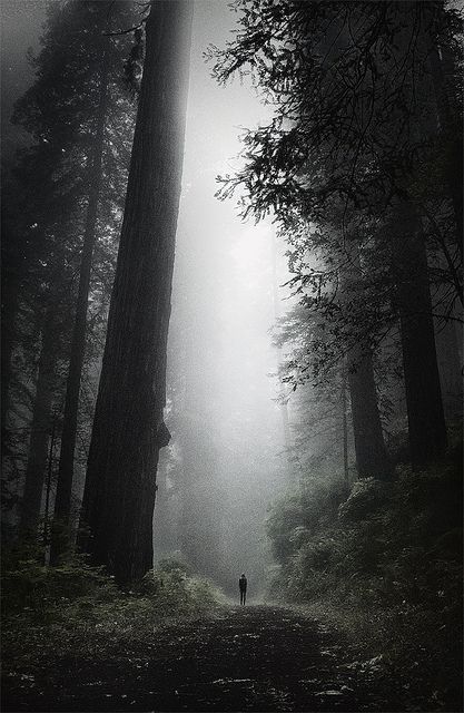 a foggy forest filled with lots of tall trees