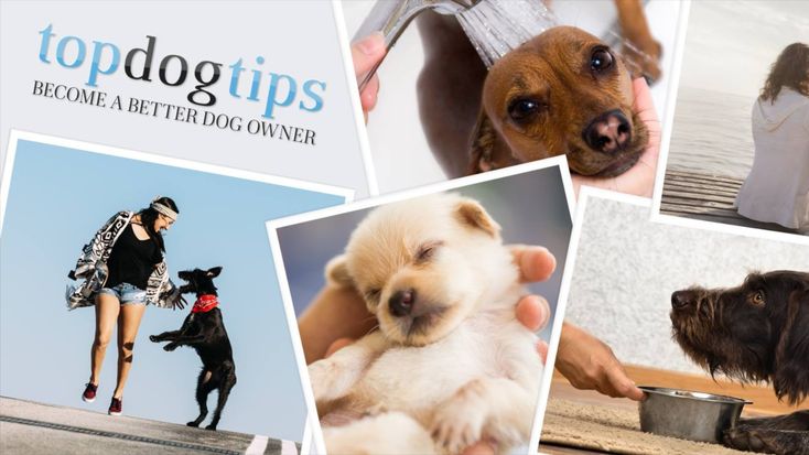 Top Dog Tips